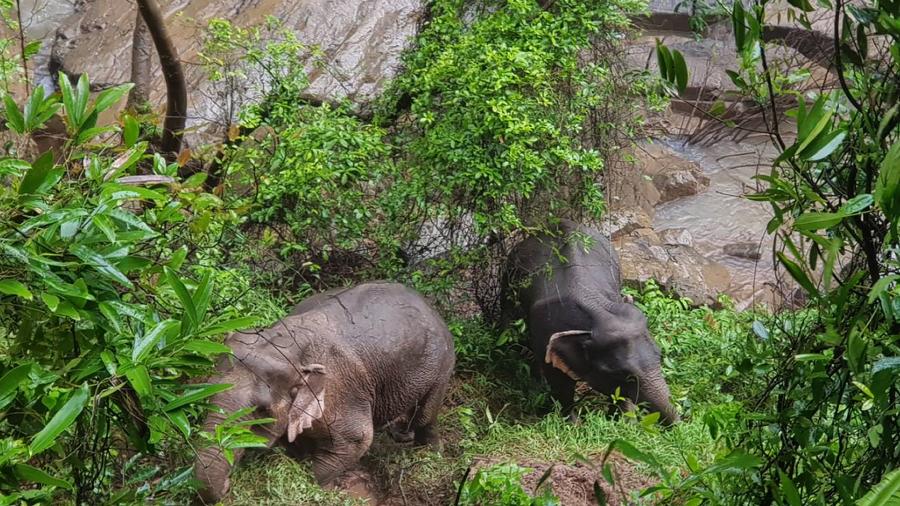 Localizan otros 5 elefantes muertos en Tailandia
