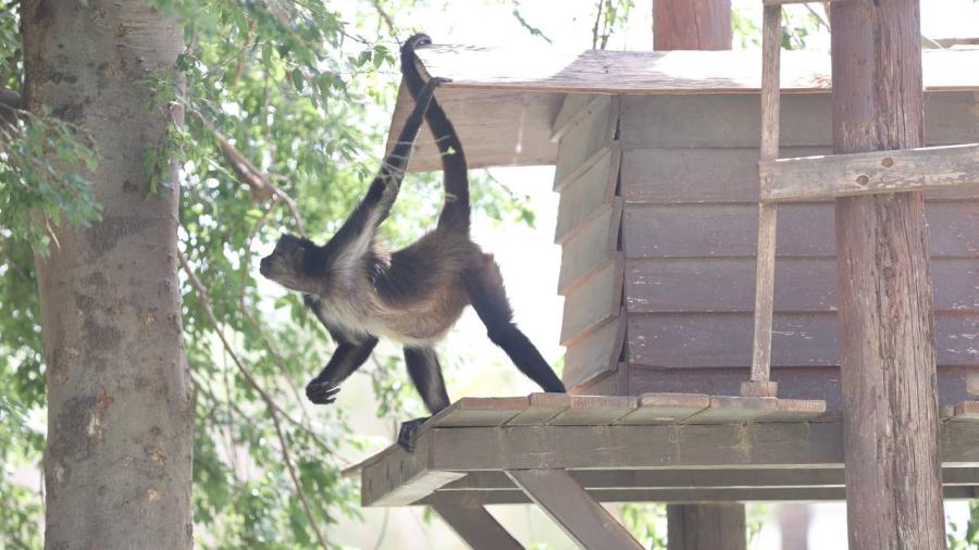 Zoológico y Acuario de Nuevo Laredo serán gratis por Día del Niño
