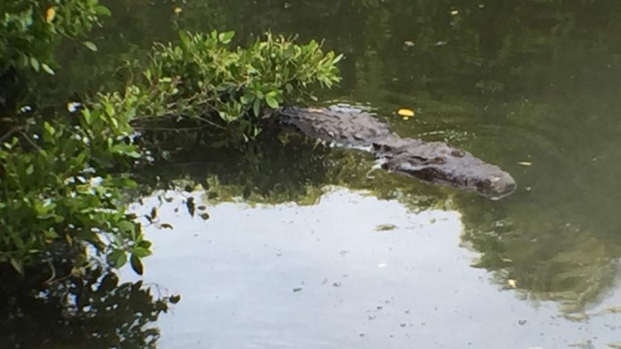 Pescadores de lagunas interiores, arriesgan su vida, al trabajar cerca de los cocodrilos