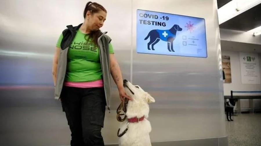 Utiliza Finlandia perros para detectar coronavirus en el aeropuerto 