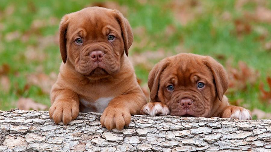 Aprueban ley de cárcel a quien sacrifique perros