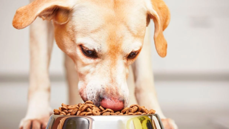 Croquetas para perro sin proteína: marcas que incumplen, según Profeco