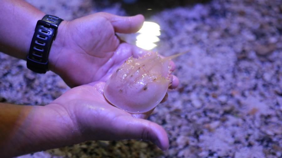 Tiene acuario de Nuevo Laredo nuevas especies en exhibición 