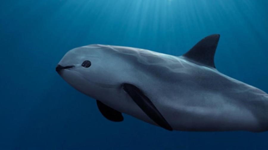 Gobierno federal invertirá tres mdd en proyecto de rescate de la vaquita marina