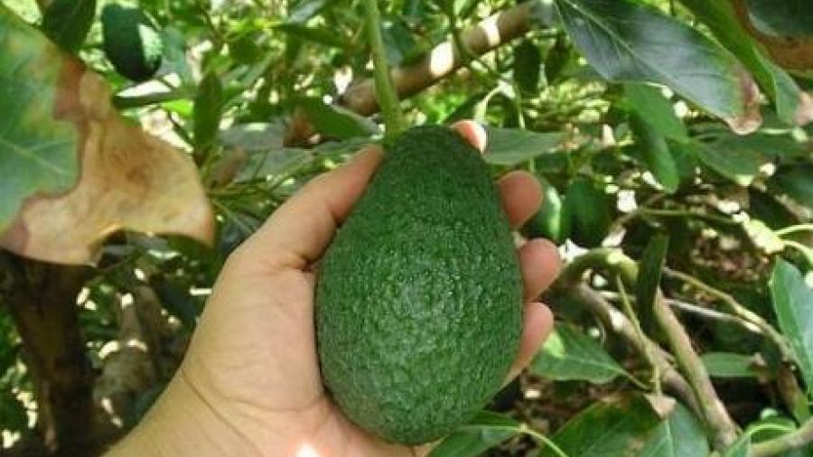 Tamaulipas desea ser productor de aguacate