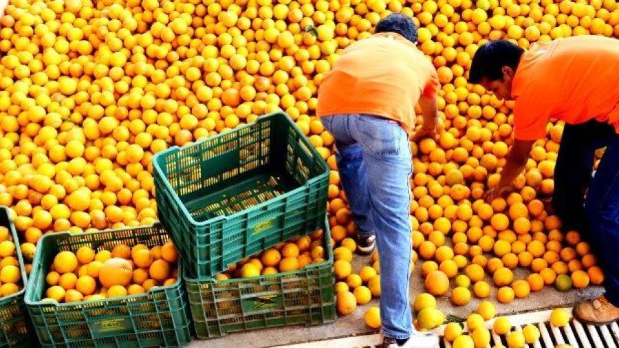 México, quinto productor mundial de naranja: Sagarpa