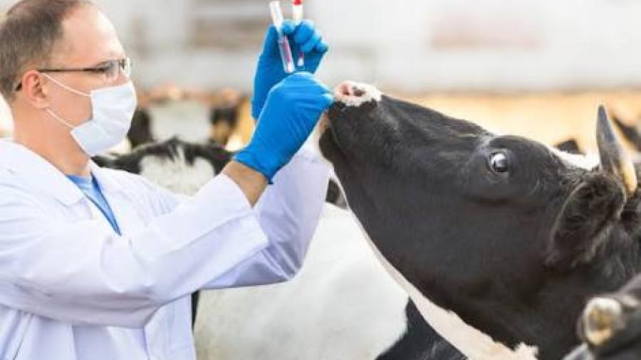 Europa limitará uso veterinario de antibióticos