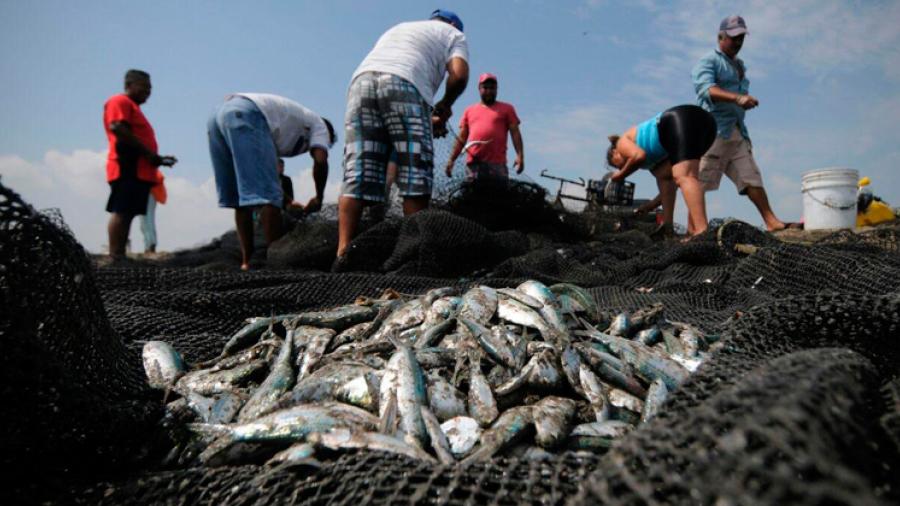 Flota pesquera se ve afectada por el nuevo precio del diésel 