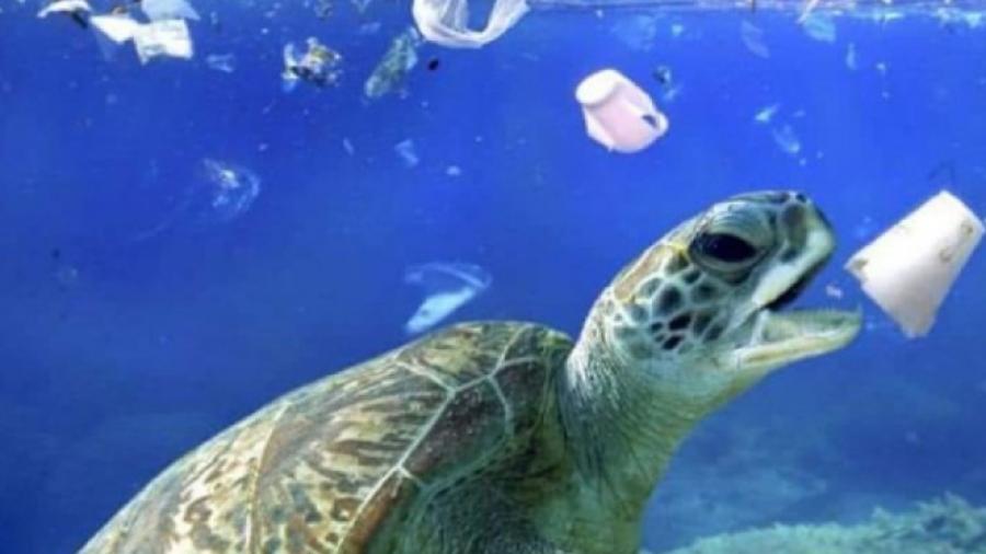 Piden no usar desechables en visita a Playas