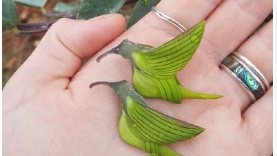Las plantas más curiosas de la naturaleza