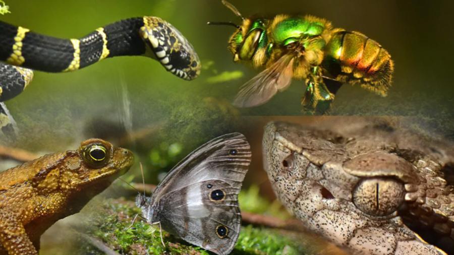 Descubren 20 nuevas especies en selvas de Bolivia