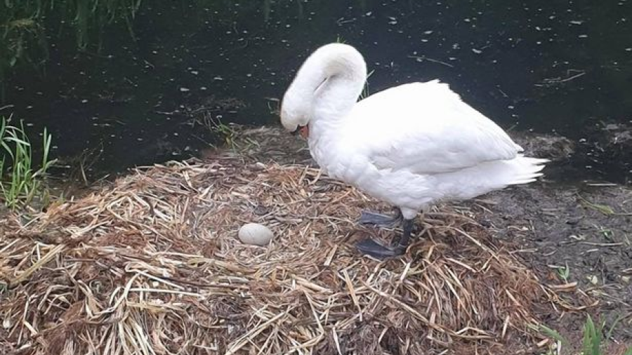 ¡Lo más triste! Cisne muere de “corazón roto”
