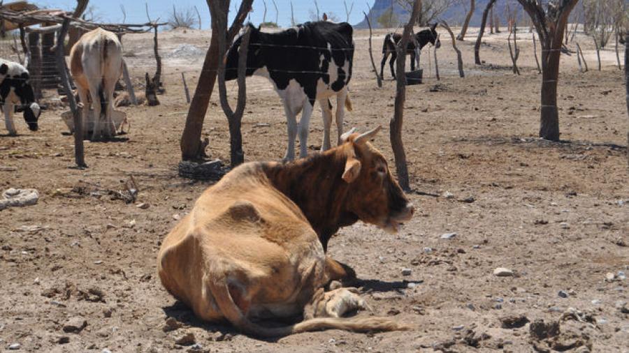 Altas temperaturas afectan ganado