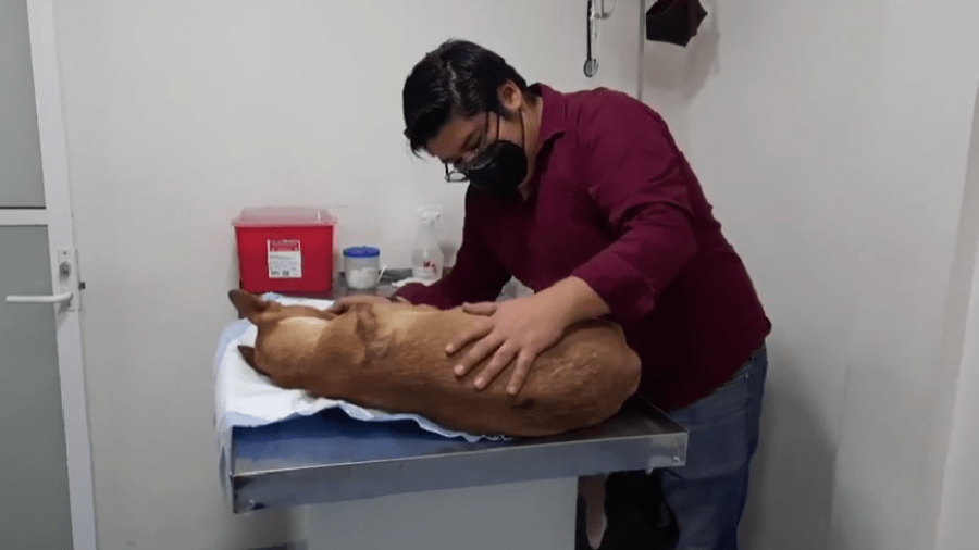 Detienen a sujeto que explotó pirotecnia en hocico de un perro