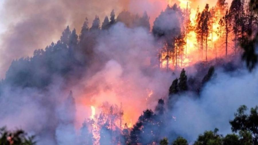 Jóvenes llaman a protestar por incendios en el Amazonas