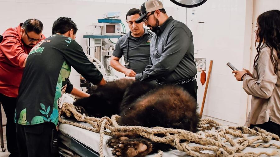 Retorna Comisión de Parques familia de osos negros a su hábitat