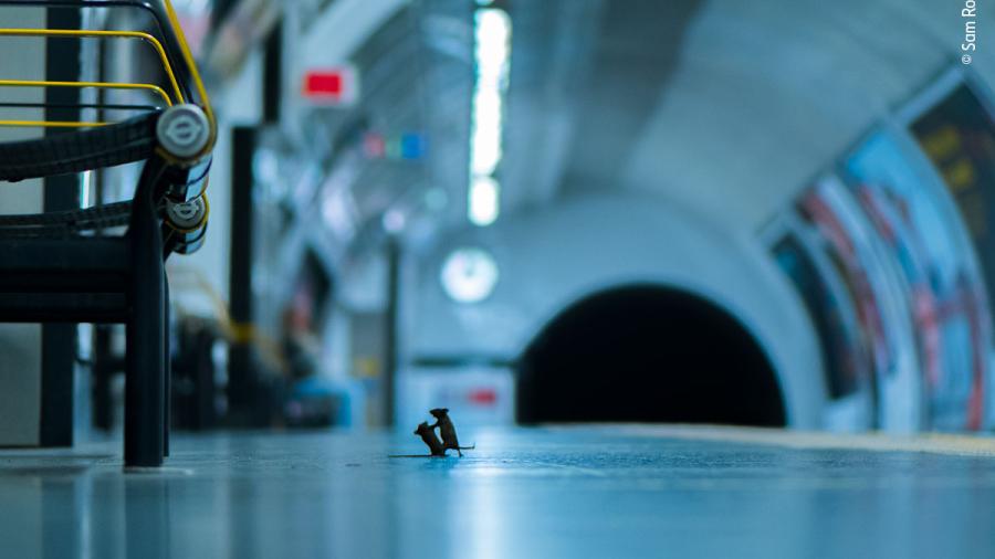 Fotografía de ratoncitos peleando en el metro gana concurso en Londres