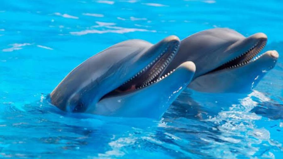 Prohíbe Senado uso de mamíferos marinos como delfines en espectáculos