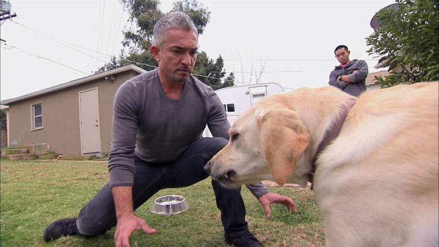 Ya podrás titularte como ‘encantador de perros’