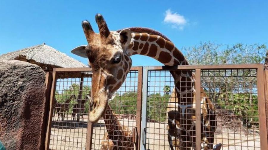 Gladys Porter Zoo obtiene fondos federales para casos de animales de contrabando