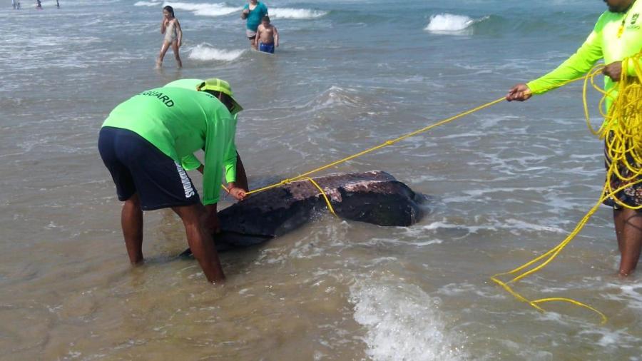 Aparece tortuga laúd muerta en playa Miramar