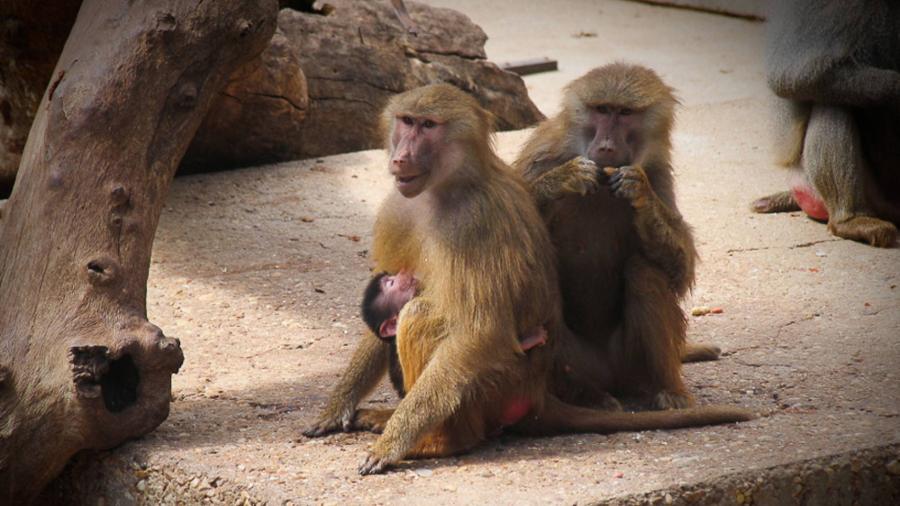 Se escapan 50 babuinos de zoológico en París