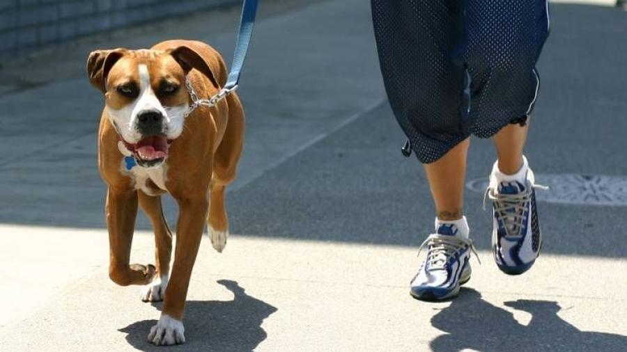 Padre mata a hijo tras discutir sobre quién sacaría a pasear al perro