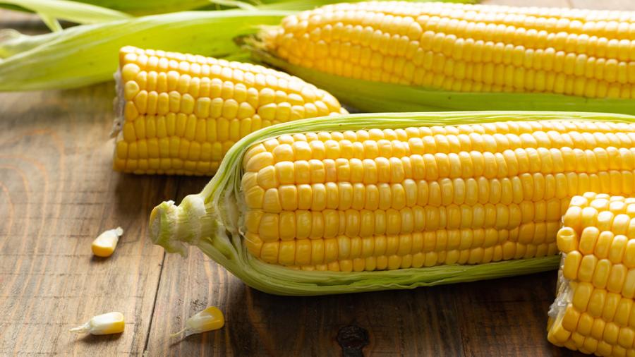 EU solicita consultas por maíz transgénico, México defenderá reducción de importaciones