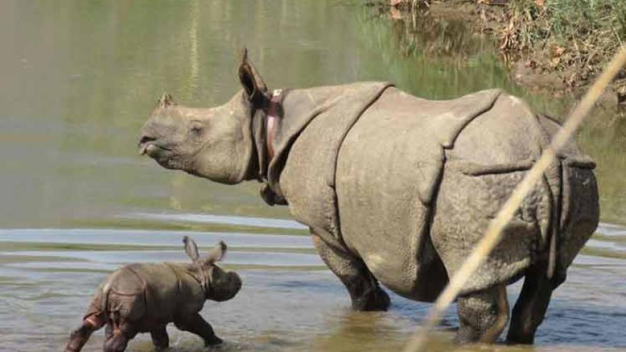Aumenta población de rinocerontes en Nepal