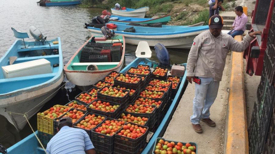 Productores agrícolas de Alemania interesados en hortalizas del Río Tamesí
