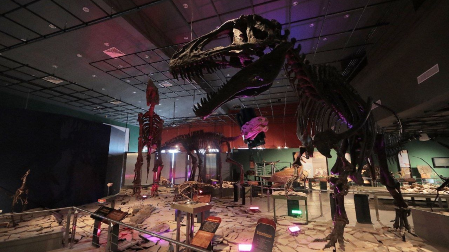 Ofrece museo de Historia Natural visita guiadas a sus instalaciones 