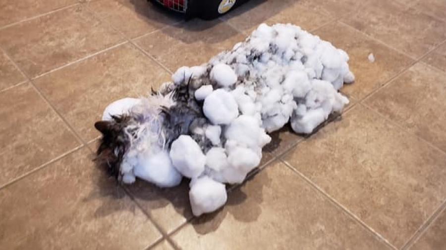 Conoce a “Fluffy”, la gata que se congeló y sobrevivió