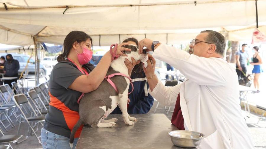 Fomenta la adopci&oacute;n de animales rescatados en COMUSA
