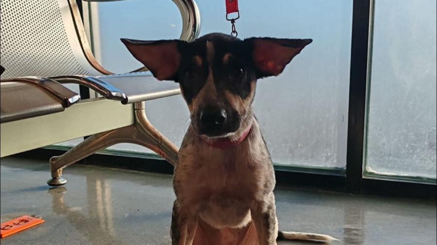 Recomienda Alcalde Carlos Peña Ortiz cuidado de mascotas por temporada invernal  