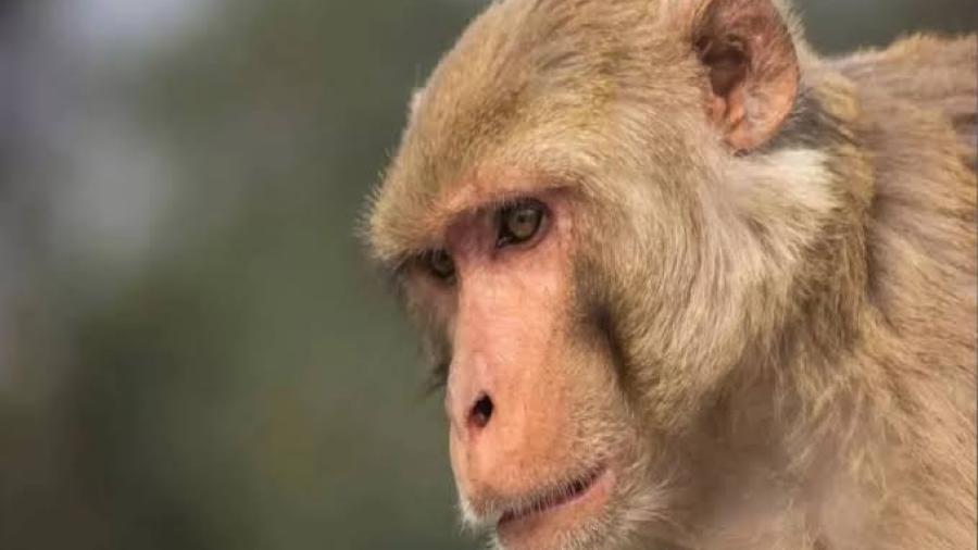 Tamaulipas cuenta con 10 casos de viruela s&iacute;mica