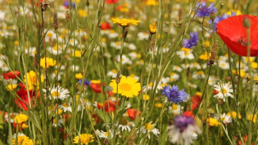 ¿Amante de las flores? Este test te dirá cual es perfecta para ti de acuerdo a tu personalidad