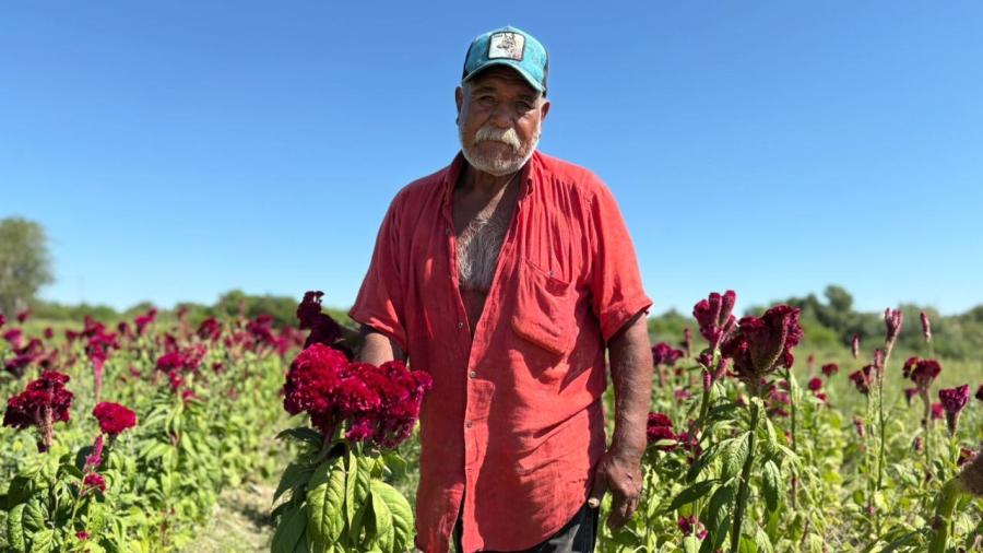 Don Martín: guardián del cempasúchil en Nuevo Laredo
