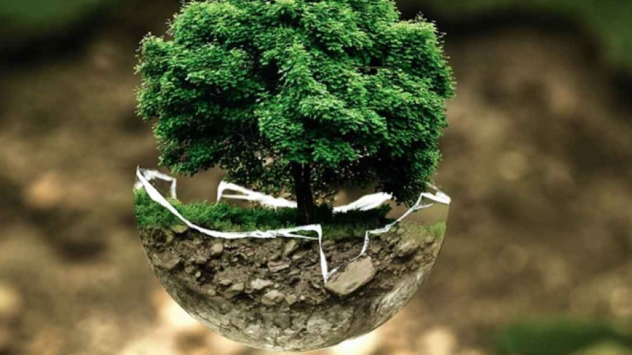 “Día mundial del Árbol”, una fecha para la concientización