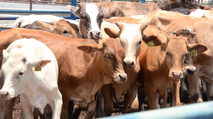 Tamaulipas exportó más de 154 mil cabezas de ganado en ciclo 2019-2020
