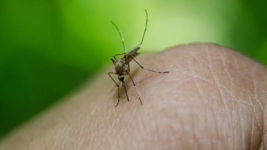 La participación ciudadana factor decisivo para combatir el dengue