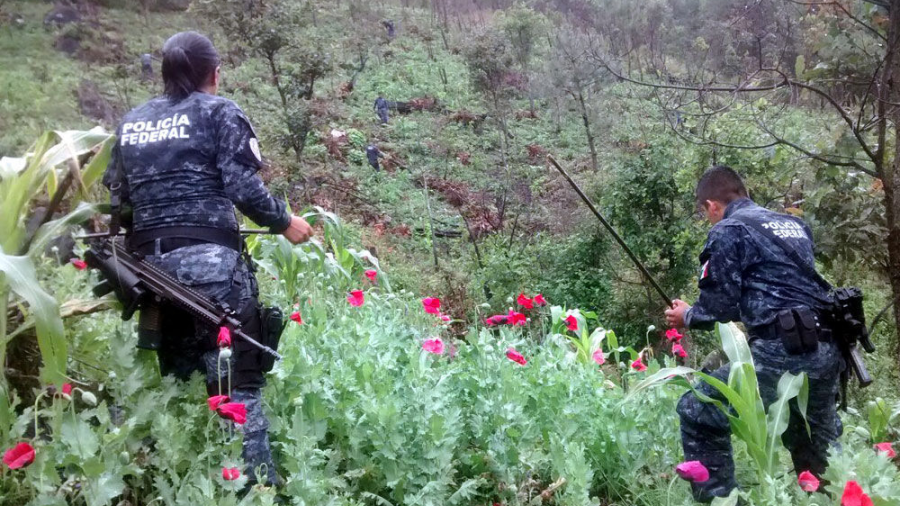 Destruyen plantas de amapola en Jalisco