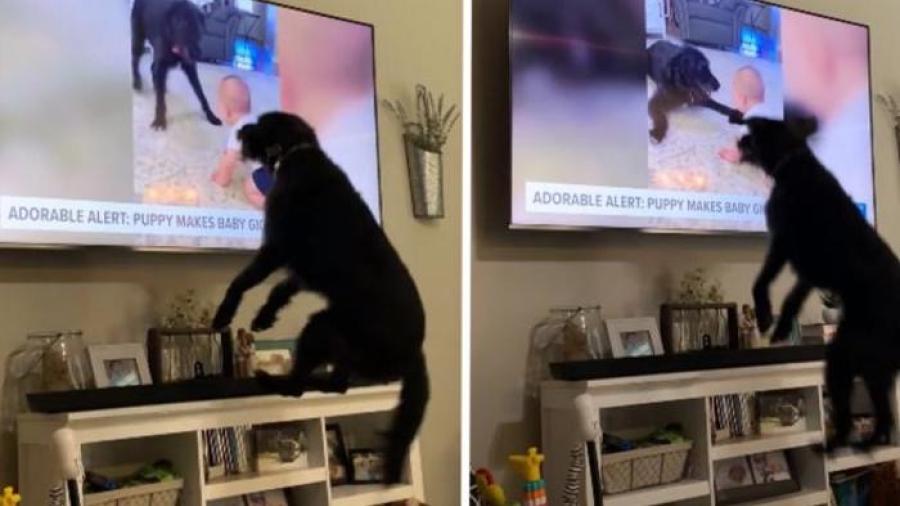 Perro salta delante del televisor al verse en los informativos