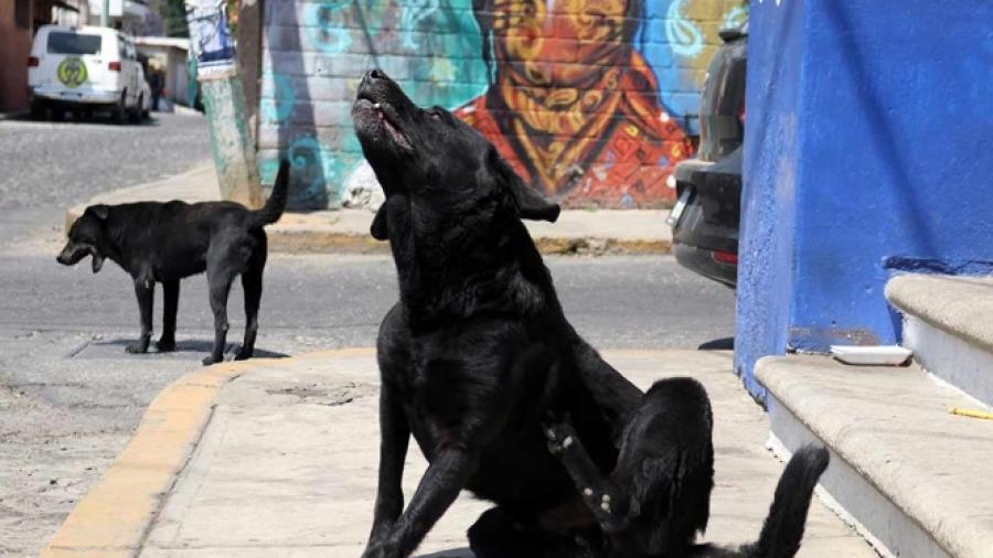 Buscan “eliminar” perros callejeros en Puebla
