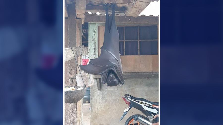 Murciélago gigante causa furor en redes sociales