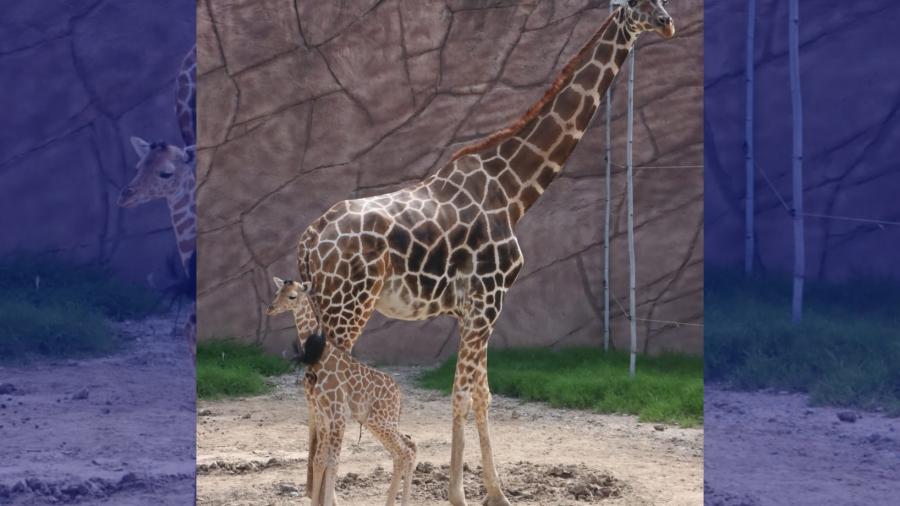 Nace jirafa en el zoológico Tamatán