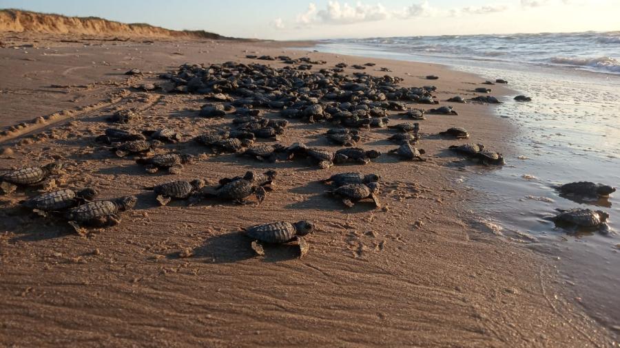 Despide Tamaulipas a la Tortuga Lora