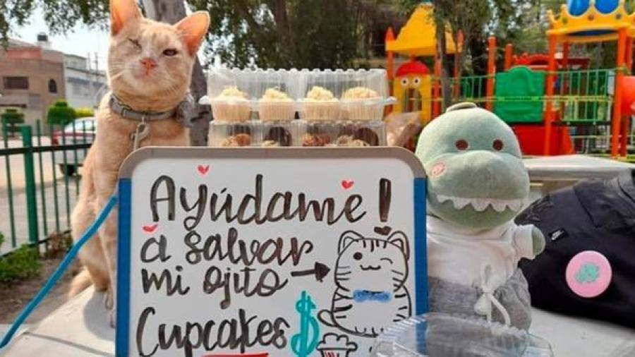 Gatito vende cupcakes para pagar cirugía y salvar su ojo
