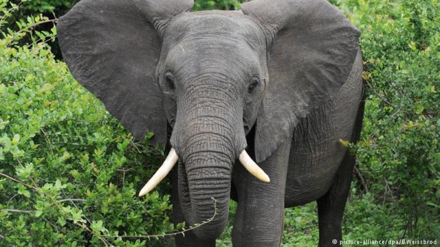 Turista muere tras ser atacada por elefante en Zimbabwe
