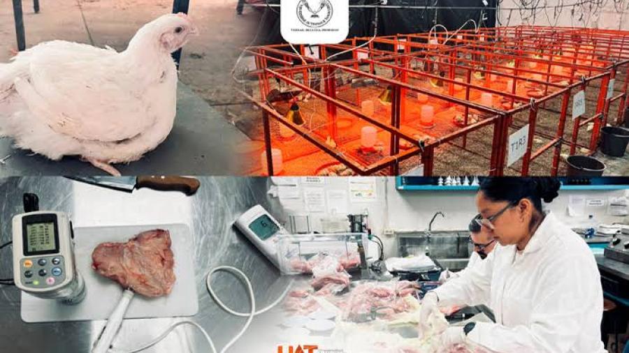 Producirá la UAT pollos de engorda con mayor calidad nutritiva y saludable