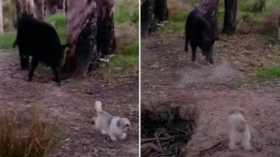 Perrito confronta a un toro que lo perseguía